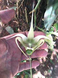 Erasanthe henrici