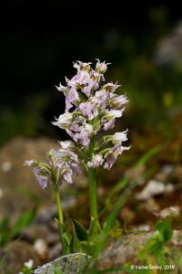 Neotinea lactea