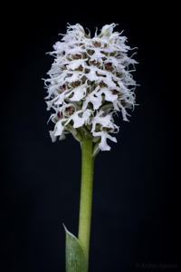 Neotinea conica