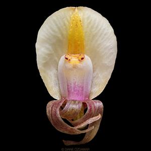 Nephelaphyllum pulchrum