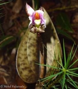 Nephelaphyllum pulchrum