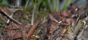 Nervilia mackinnonii