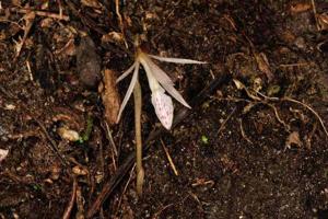 Nervilia macroglossa