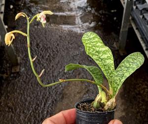 Eulophia maculata
