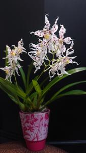 Oncidium naevium