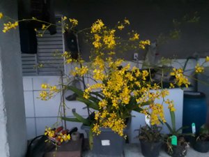 Oncidium obryzatum