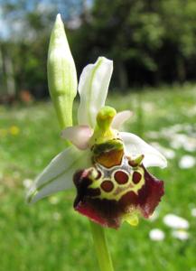 Ophrys fuciflora