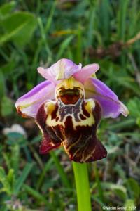 Ophrys fuciflora subsp. apulica