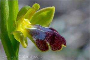 Ophrys fusca
