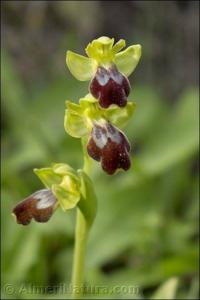 Ophrys fusca
