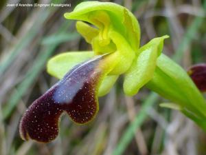 Ophrys fusca