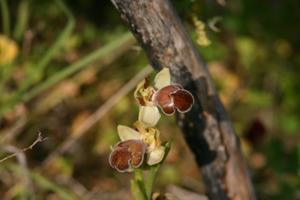 Ophrys omegaifera