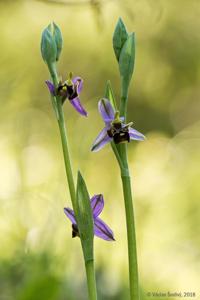 Ophrys scolopax subsp. cornuta