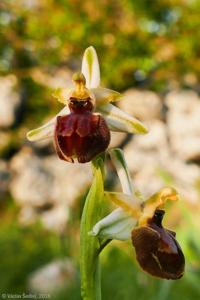 Ophrys sphegodes subsp. sphegodes
