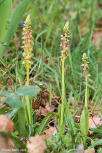 Orchis anthropophora
