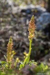 Orchis anthropophora