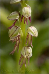 Orchis anthropophora