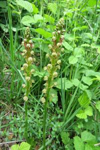 Orchis anthropophora