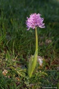 Orchis italica