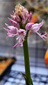 Orchis italica