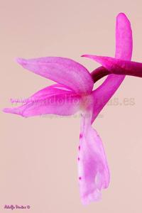 Orchis mascula subsp. mascula