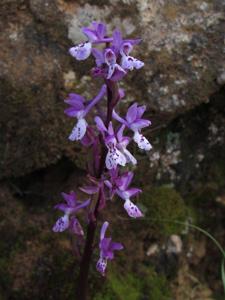 Orchis mascula subsp. mascula