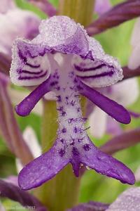 Orchis militaris