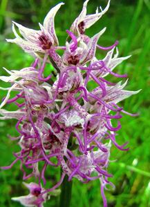 Orchis simia