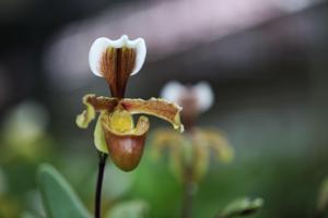 Paphiopedilum barbigerum var. lockianum