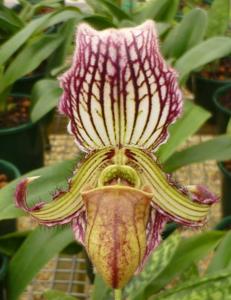 Paphiopedilum fairrieanum
