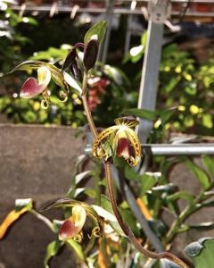 Paphiopedilum gigantifolium