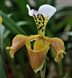Paphiopedilum gratrixianum