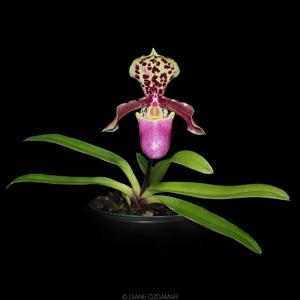 Paphiopedilum henryanum