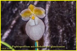 Paphiopedilum micranthum var. glanzeanum