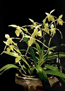 Paphiopedilum philippinense f. album