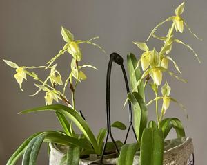 Paphiopedilum philippinense f. album