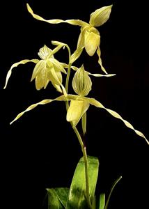 Paphiopedilum philippinense f. album