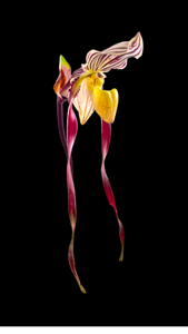 Paphiopedilum philippinense