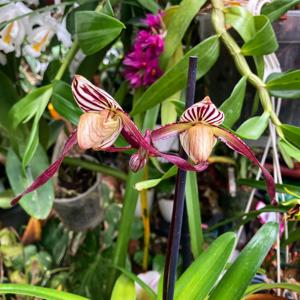 Paphiopedilum philippinense