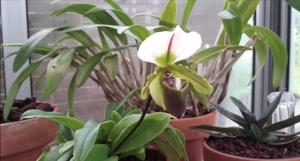 Paphiopedilum spicerianum