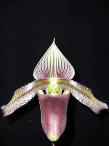 Paphiopedilum superbiens