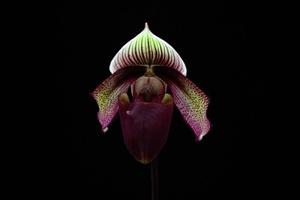 Paphiopedilum superbiens var. curtisii