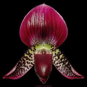 Paphiopedilum viniferum