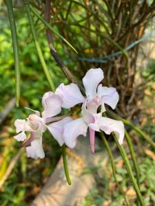 Papilionanthe biswasiana