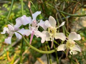 Papilionanthe biswasiana