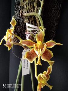 Paraphalaenopsis labukensis