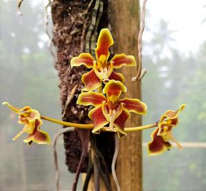 Paraphalaenopsis labukensis