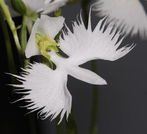 Pecteilis radiata