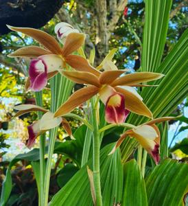 Phaius tankervilleae