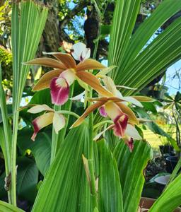 Phaius tankervilleae